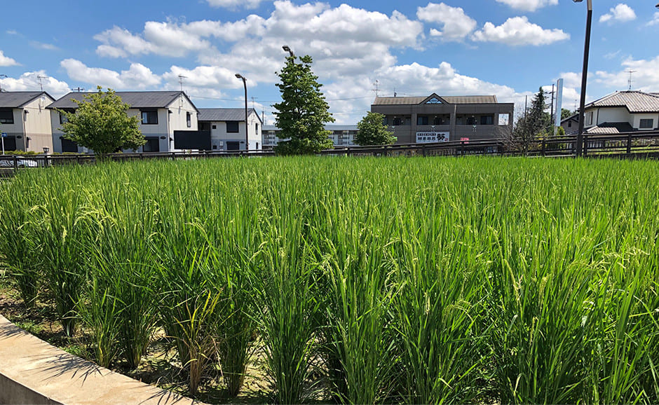 せきやどJOY田圃